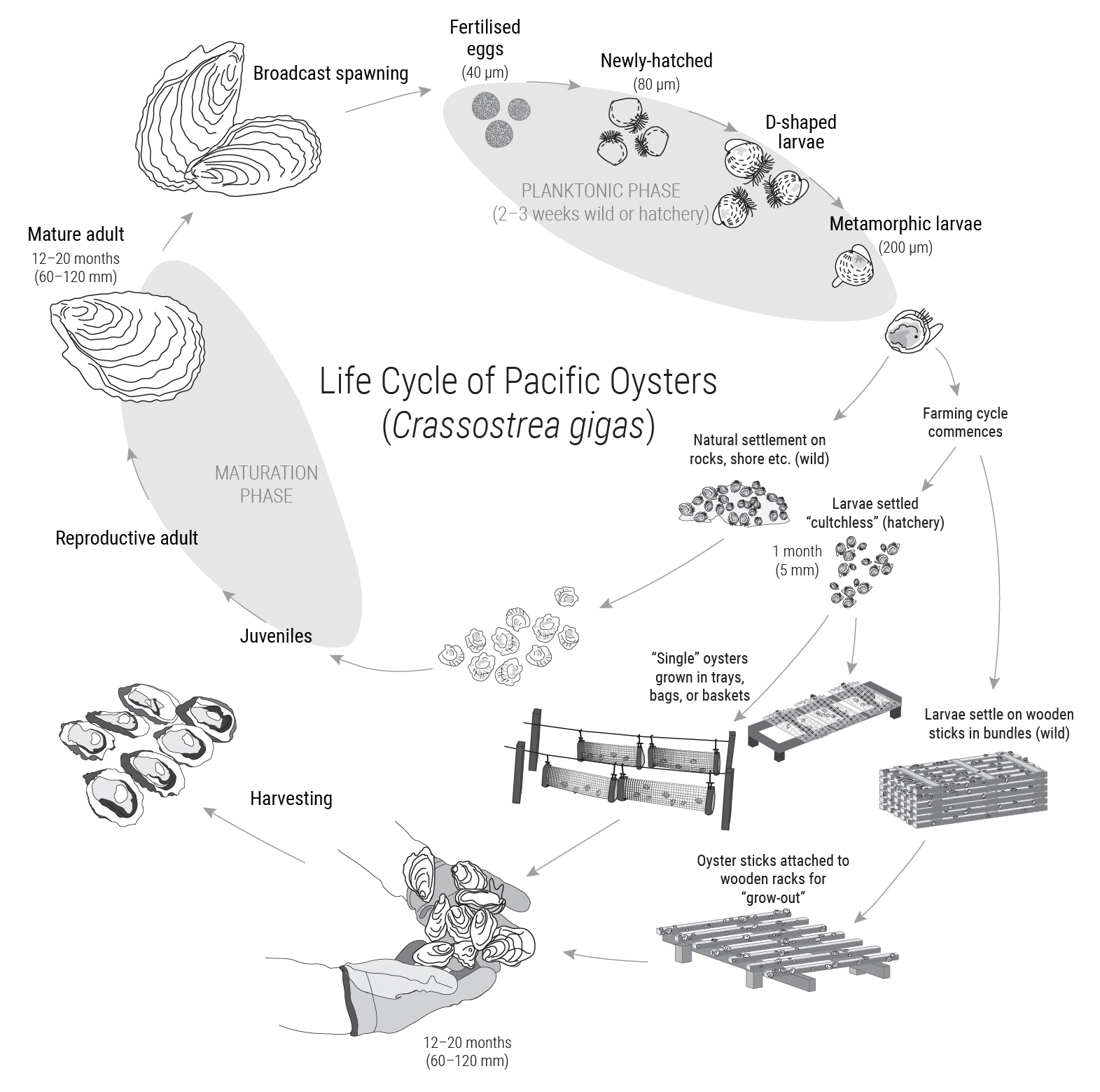 Pacific_Oyster_life_cycle | NIWA